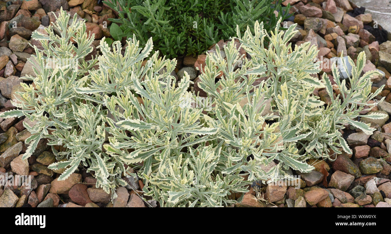 Lavendel, Strauch-, Buntlaubig, Lavendula allardii ist eine Heil- und Duftpflanze mit blauen Blueten und wird in der Medizin verwendet. La Lavande, shr Banque D'Images