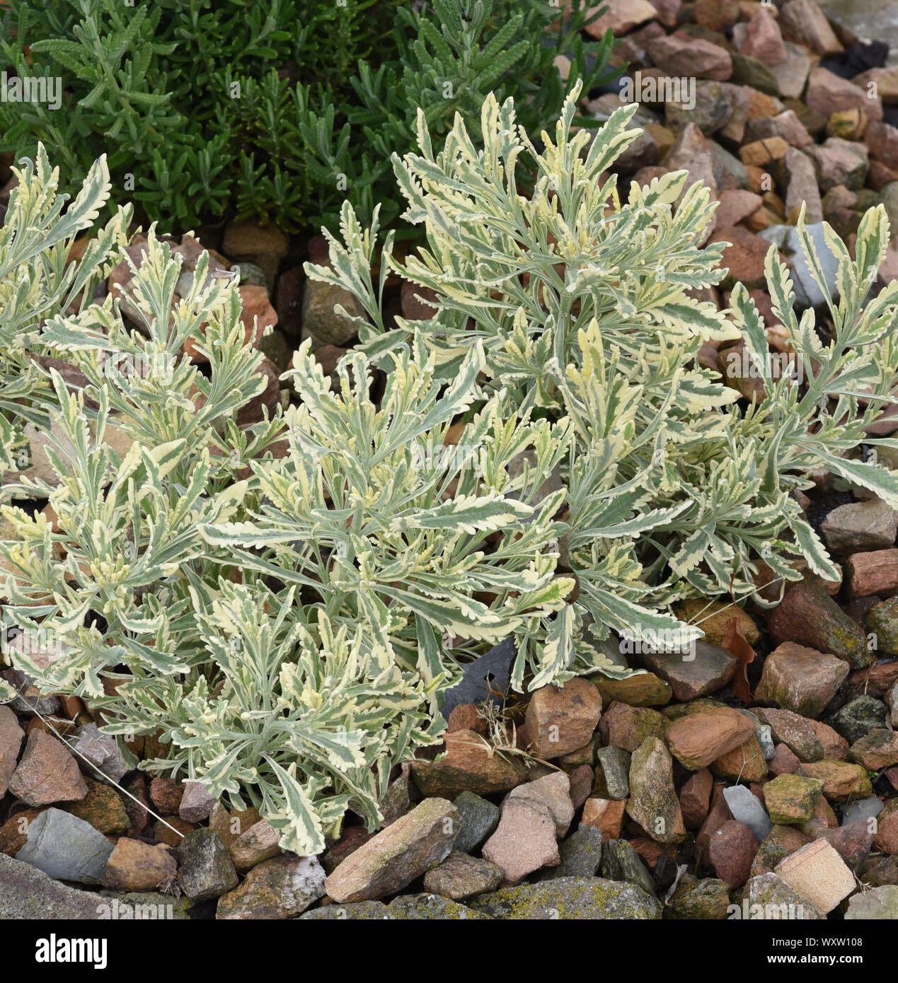Lavendel, Strauch-, Buntlaubig, Lavendula allardii ist eine Heil- und Duftpflanze mit blauen Blueten und wird in der Medizin verwendet. La Lavande, shr Banque D'Images