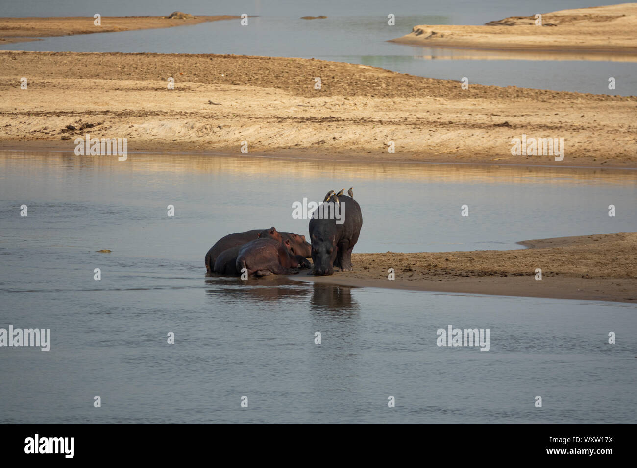 Hippopotames dans le fleuve, long shot Banque D'Images