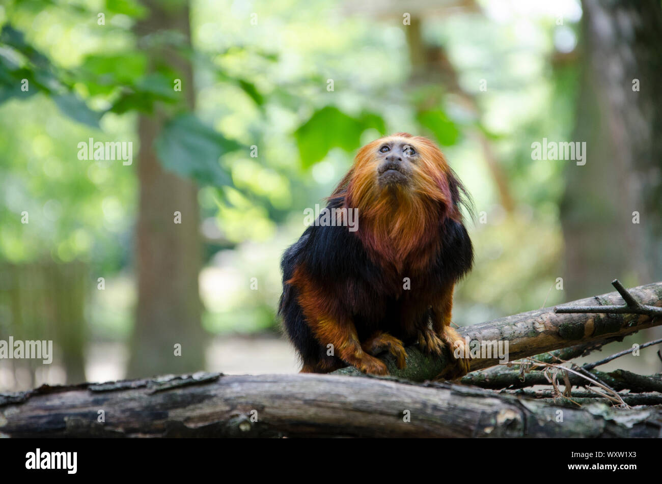 Golden Lion Tamarin tête close up dans son habitat. Singe avec les cheveux rouges et noirs de la fourrure. Banque D'Images