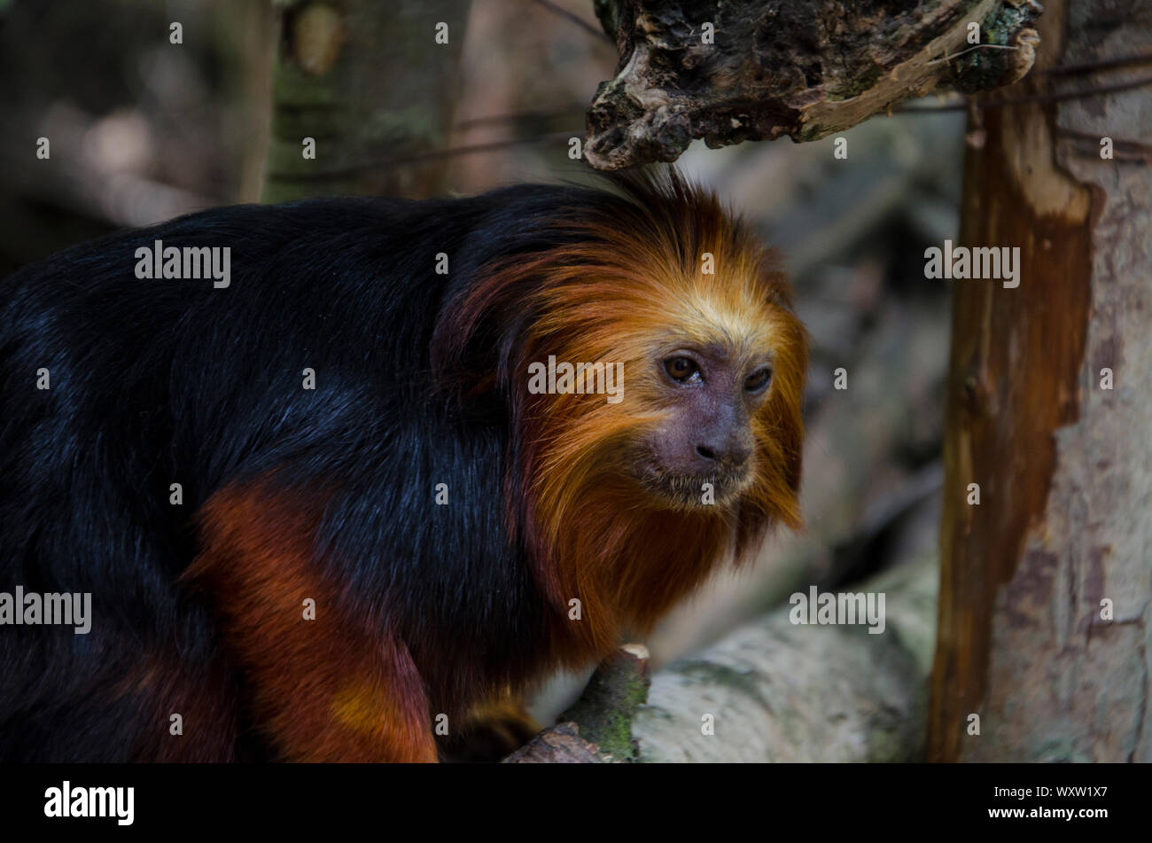 Golden Lion Tamarin tête close up dans son habitat. Singe avec les cheveux rouges et noirs de la fourrure. Banque D'Images
