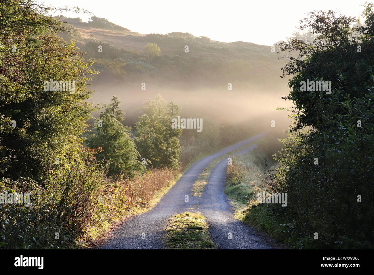 Paysage d'automne avec du brouillard et une route de campagne Banque D'Images