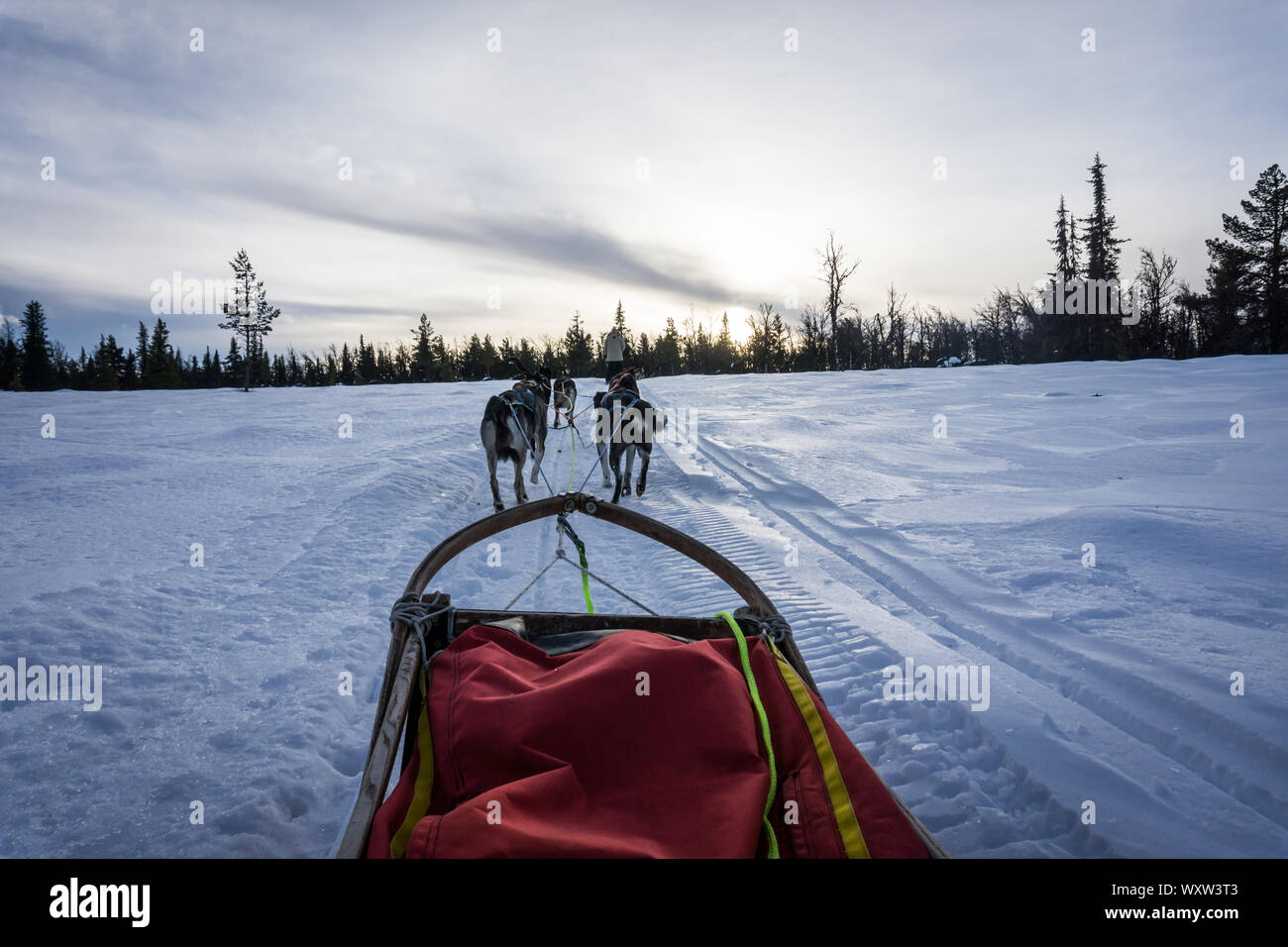 POV image de traîneau de chien en Norvège en hiver Banque D'Images