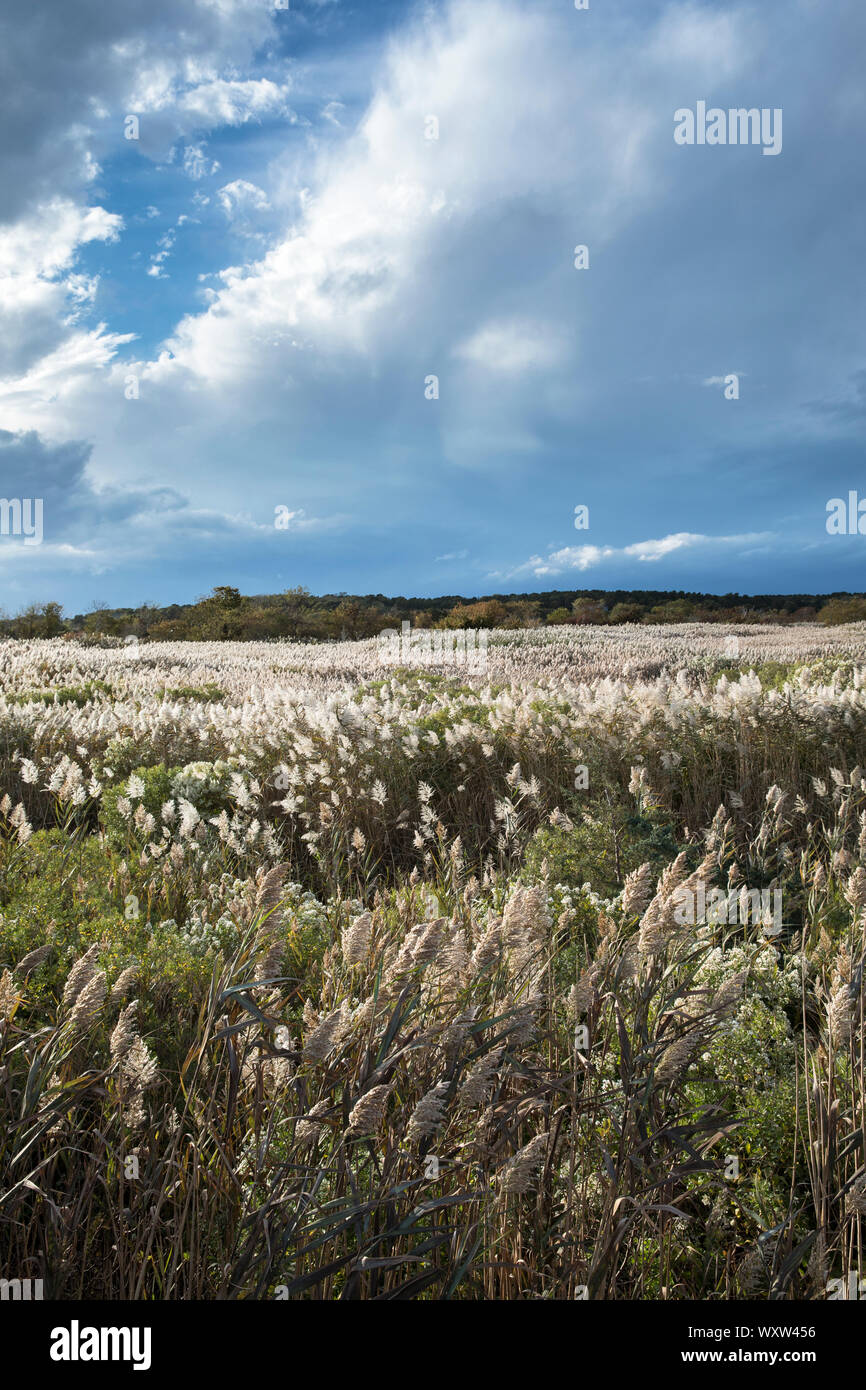 Roseaux à salt marsh sur Cape Cod, Massachusetts, USA Banque D'Images