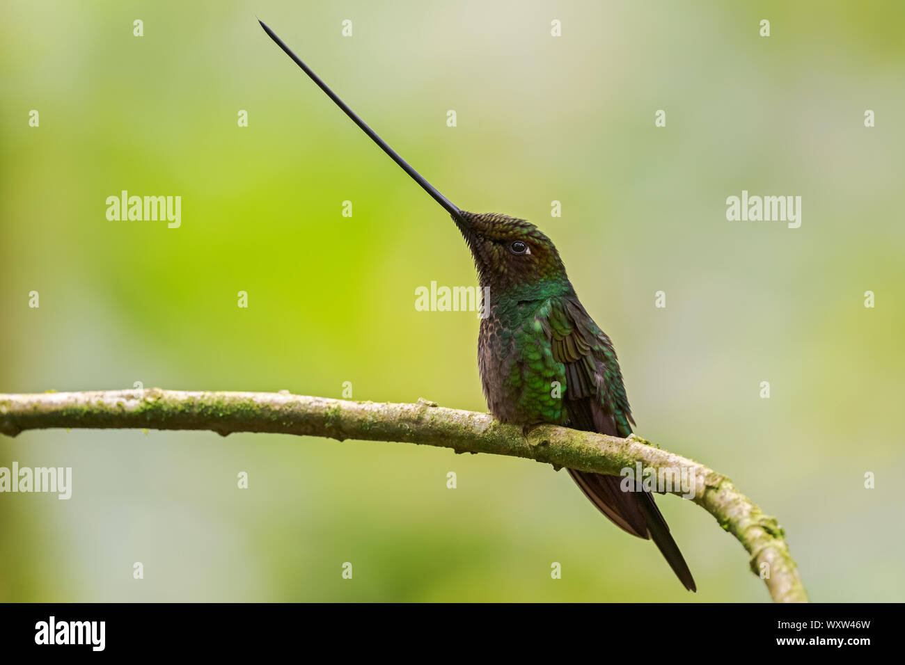 Épée-billed Hummingbird - Ensifera ensifera, long bec populaires de pentes andines colibri d'Amérique du Sud, l'Équateur, Guango Lodge. Banque D'Images