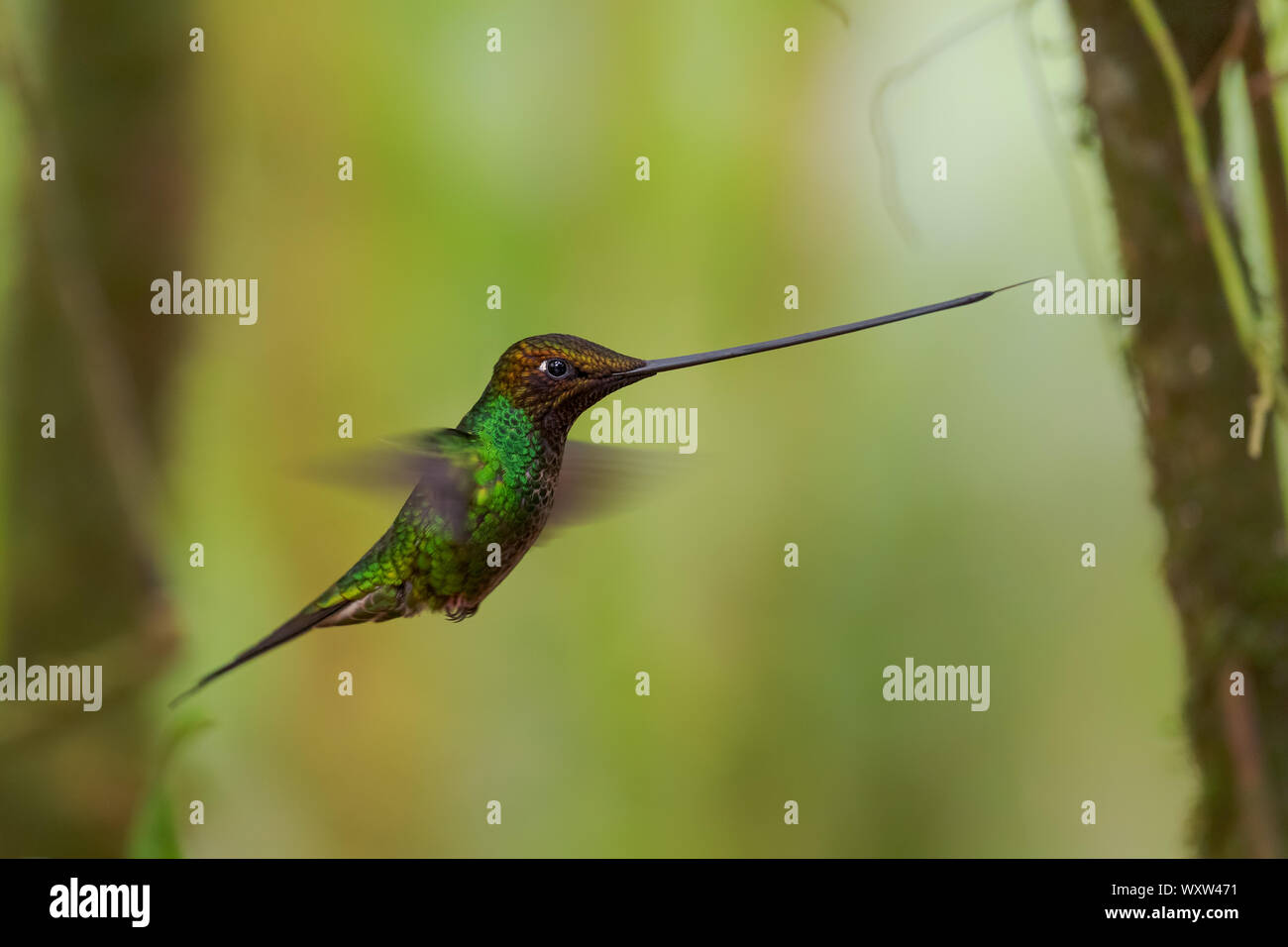 Épée-billed Hummingbird - Ensifera ensifera, long bec populaires de pentes andines colibri d'Amérique du Sud, l'Équateur, Guango Lodge. Banque D'Images
