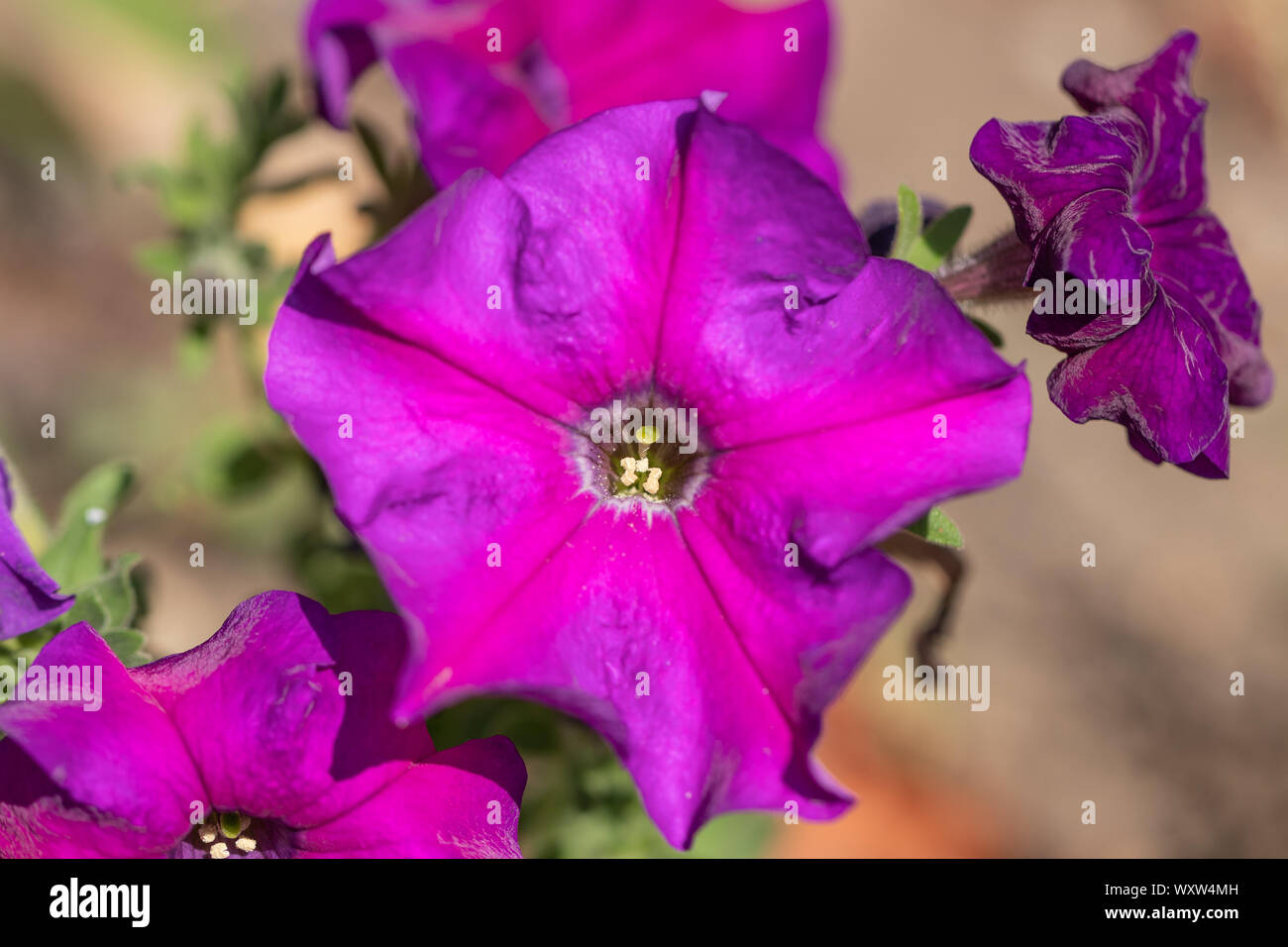 Cultivar pétunia close-up ultra violet Banque D'Images