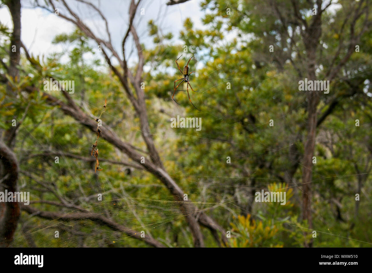 Golden Orb Spider et Web sur Fraser Island, Queensland, Australie, plus grande île de sable du monde Banque D'Images