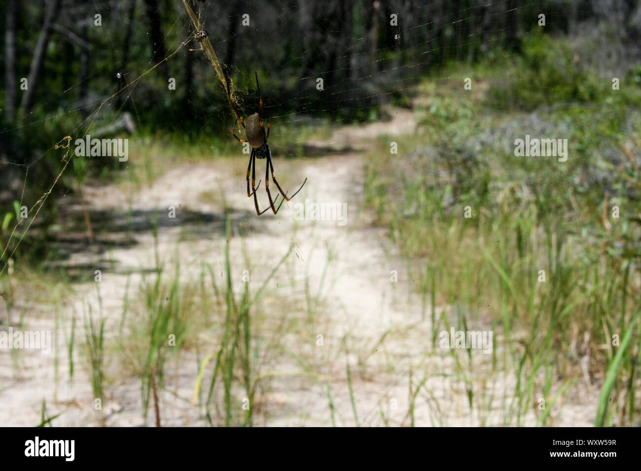 Golden Orb Spider et Web sur Fraser Island, Queensland, Australie, plus grande île de sable du monde Banque D'Images