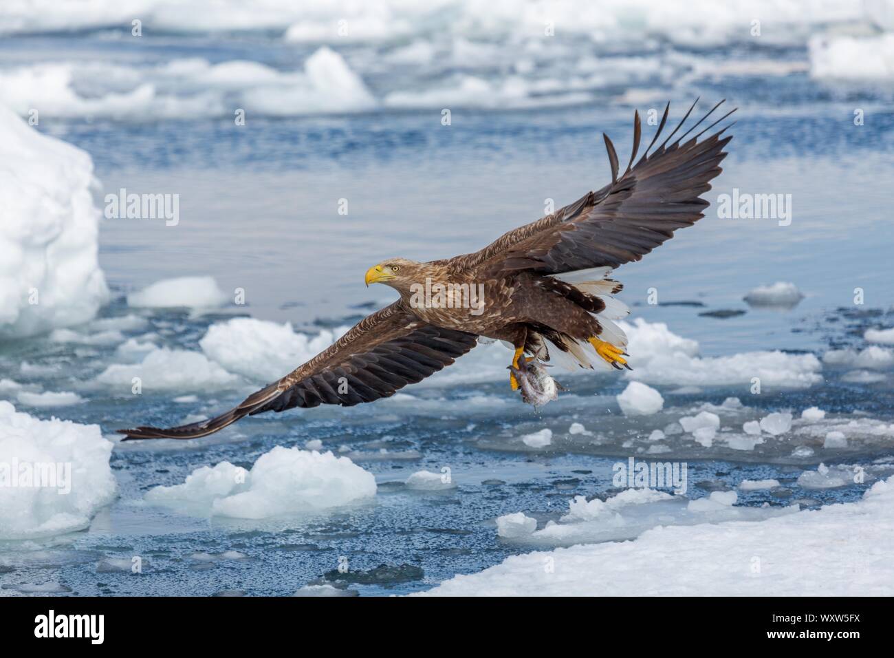 L'aigle de mer à queue blanche en vol , Hokkaido au Japon Banque D'Images