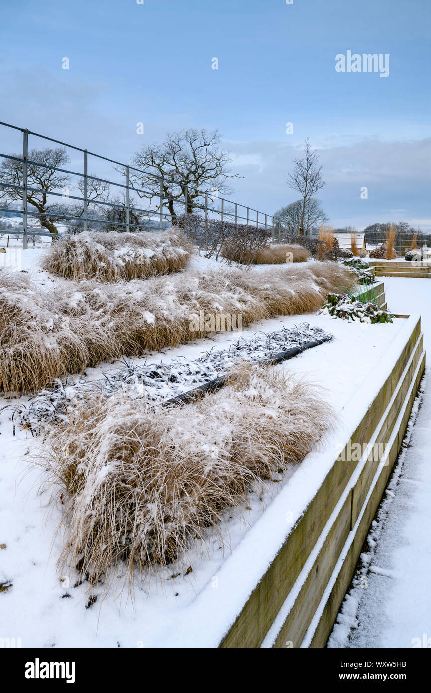 Élégant et contemporain, l'aménagement paysager et la plantation sur des lits surélevés (herbes en lignes) - les jardin d'hiver, Yorkshire, Angleterre, Royaume-Uni. Banque D'Images