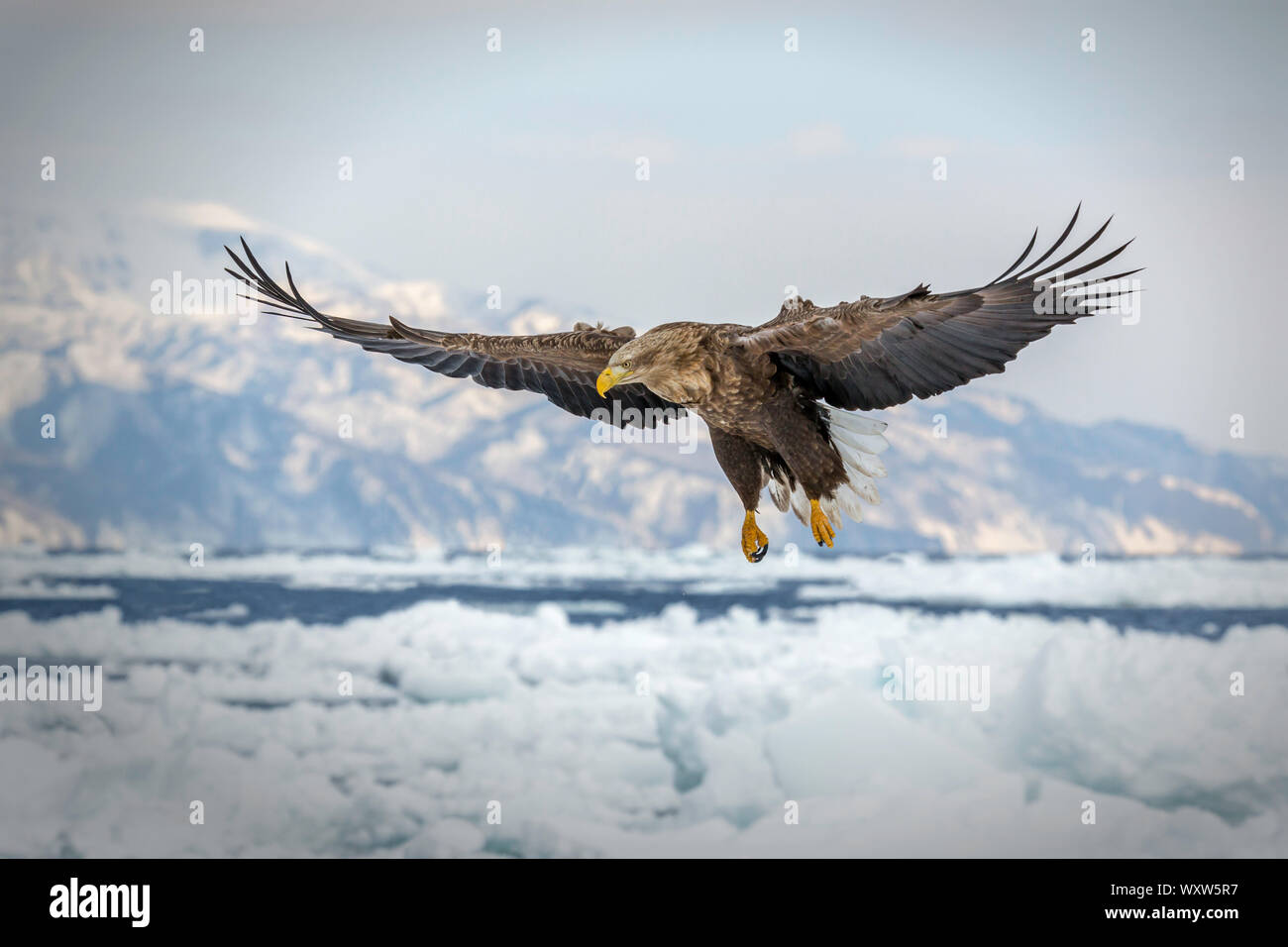 L'aigle de mer à queue blanche en vol , Hokkaido au Japon Banque D'Images