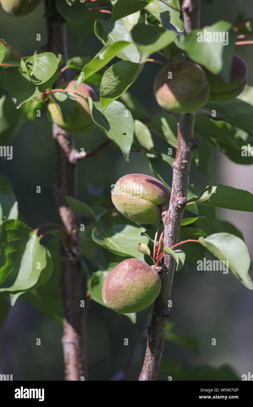 Abricots verts sur une branche d'arbre, la maturation des fruits Banque D'Images