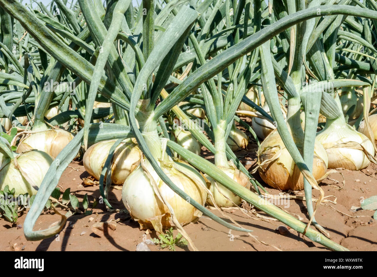 Oignons poussant dans le champ Espagne cultivant des légumes Banque D'Images