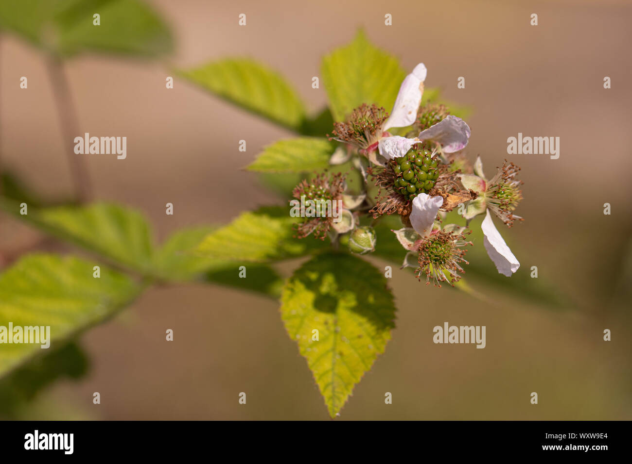 Fleur et le premier vert baies de blackberry, le mûrissement des fruits Banque D'Images