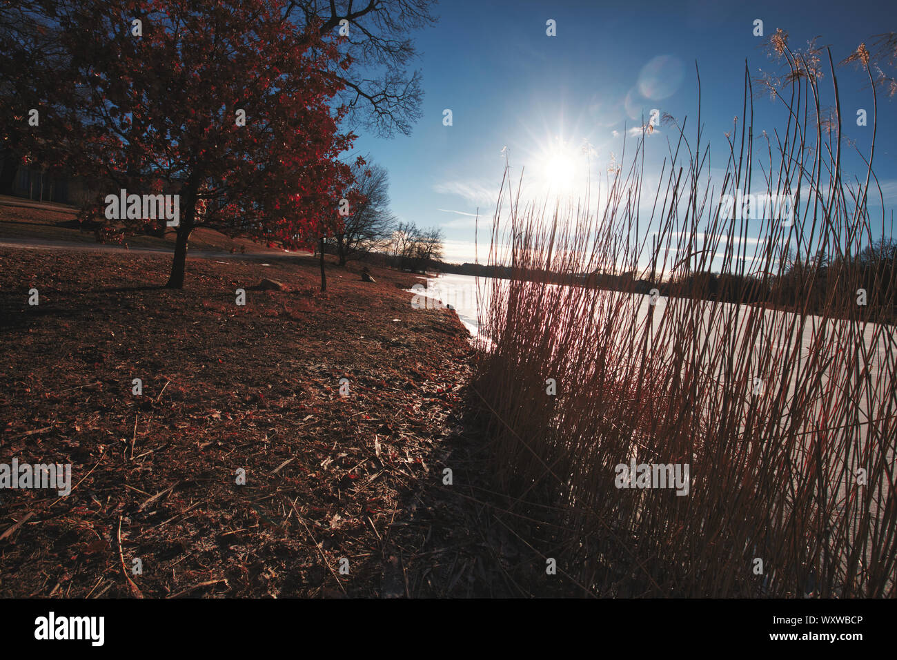 La lumière du soleil et des roseaux, rive ouest d'un lac gelé Brunnsviken saumâtre, Hagaparken, Stockholm, Stockholm, Suède Banque D'Images