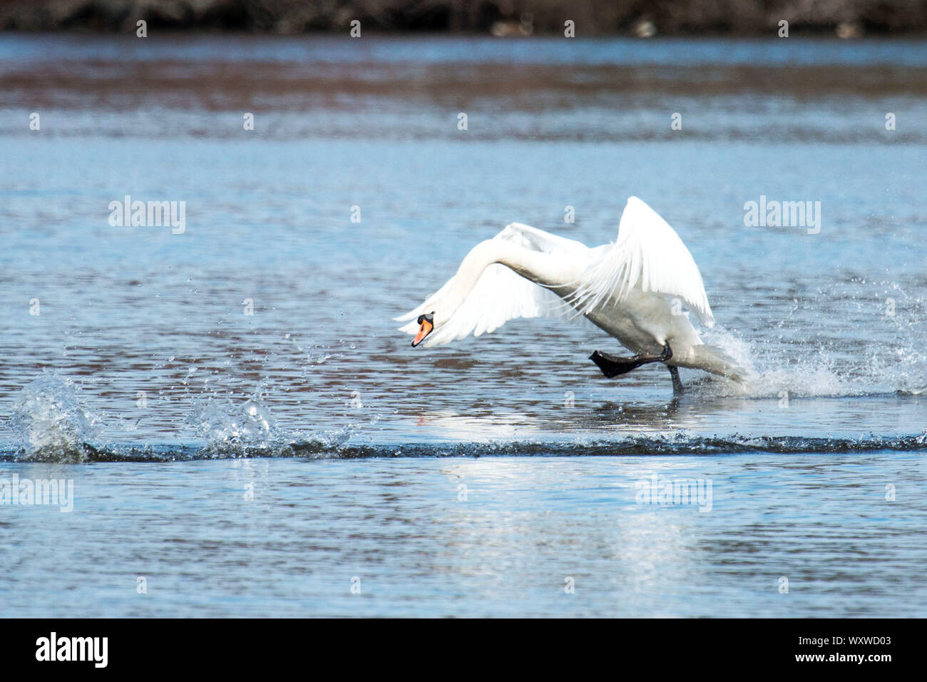Un cygne de plus en plus la vitesse de l'avion lors de l'exécution, sur l'eau à un parc d'état de new york Banque D'Images