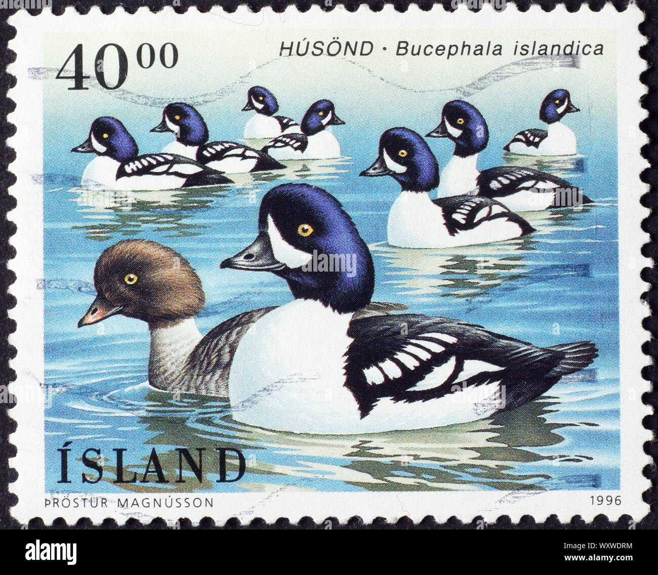 Canards sur l'islandaise endémique des timbres-poste Banque D'Images