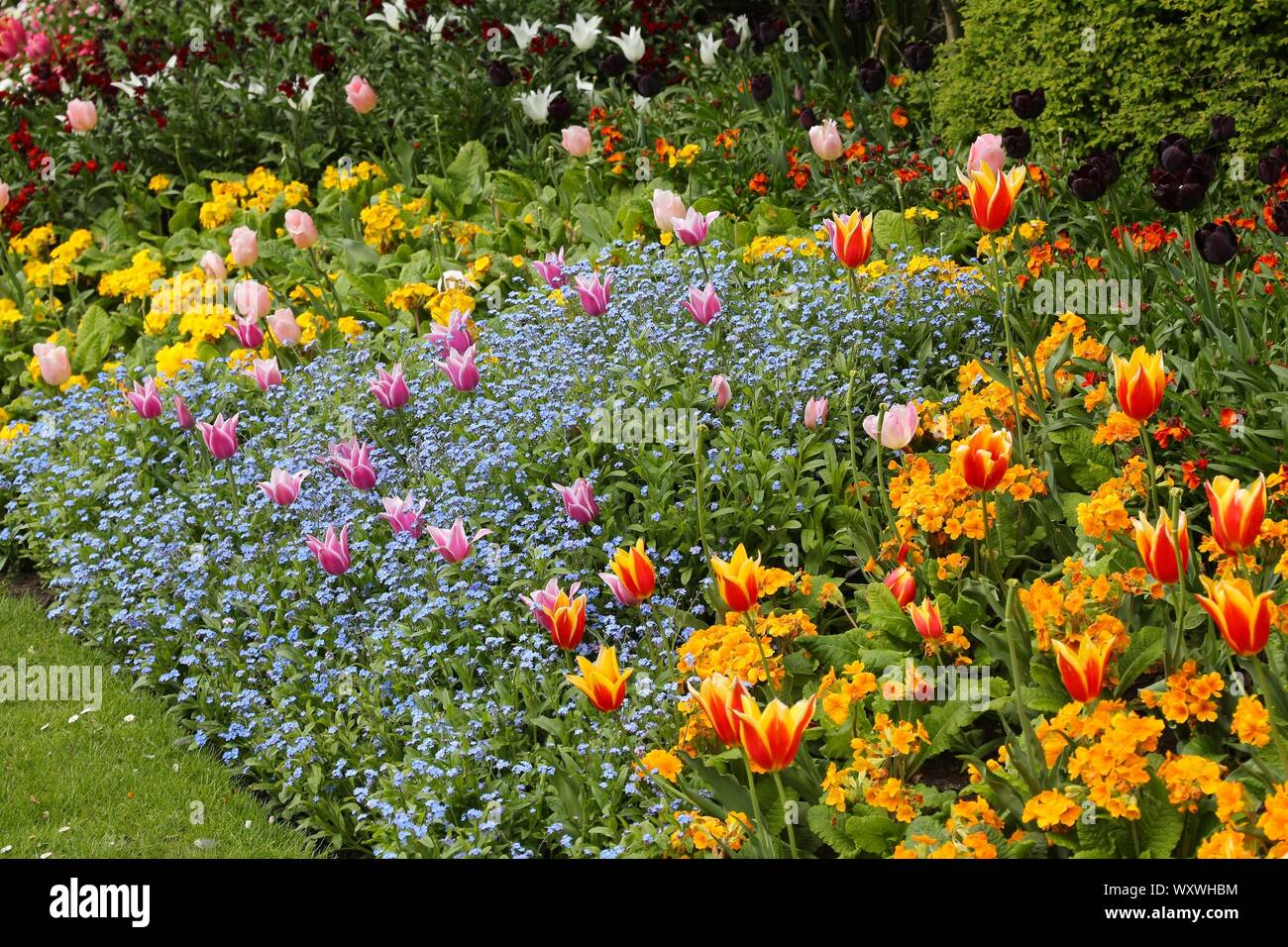Temps de printemps à Londres - variété de fleurs colorées à St James' Park : primevères, tulipes et myosotis (myosotis). Banque D'Images