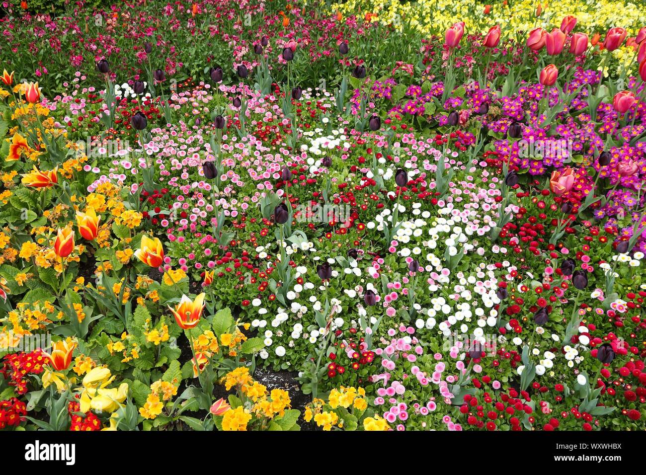 Temps de printemps à Londres - variété de fleurs colorées à St James' Park : primevères et tulipes. Banque D'Images