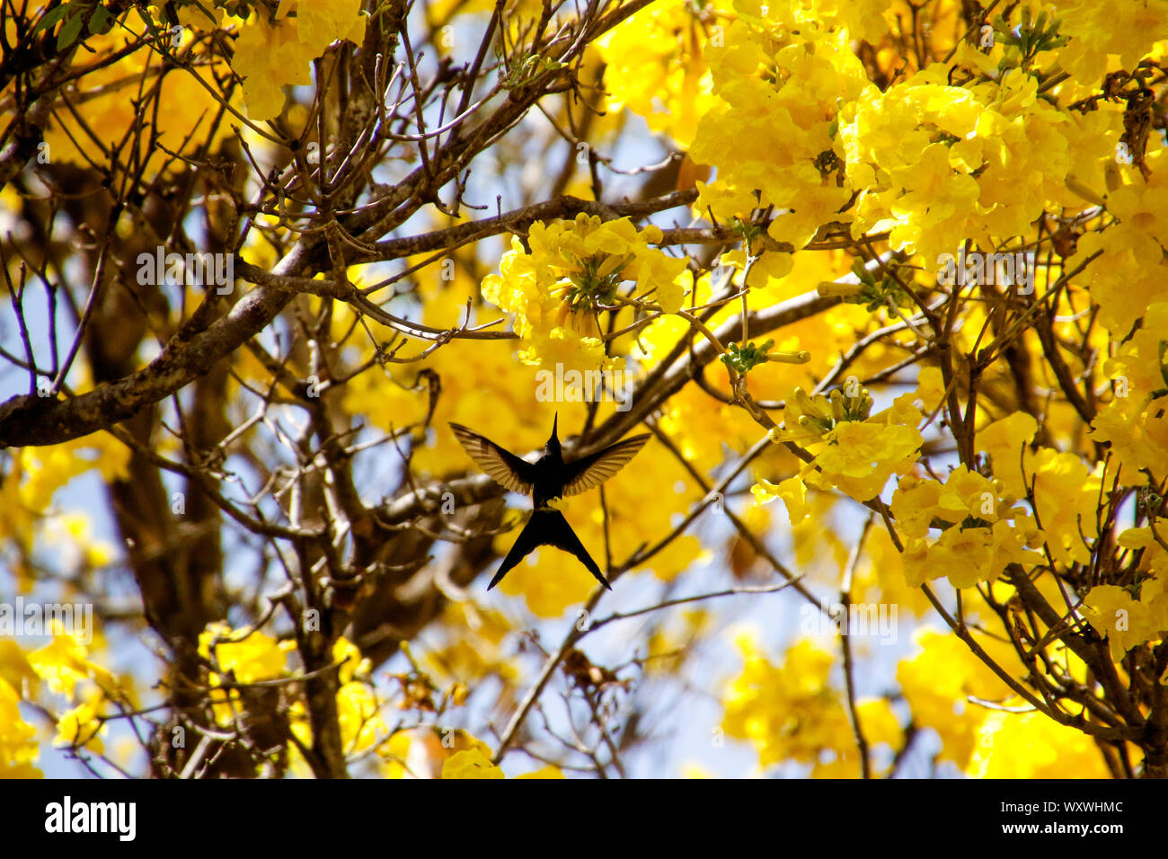 Hummingbird bird flying en détail de fleurs sur fond jaune arbre Ipe avec ciel bleu Banque D'Images