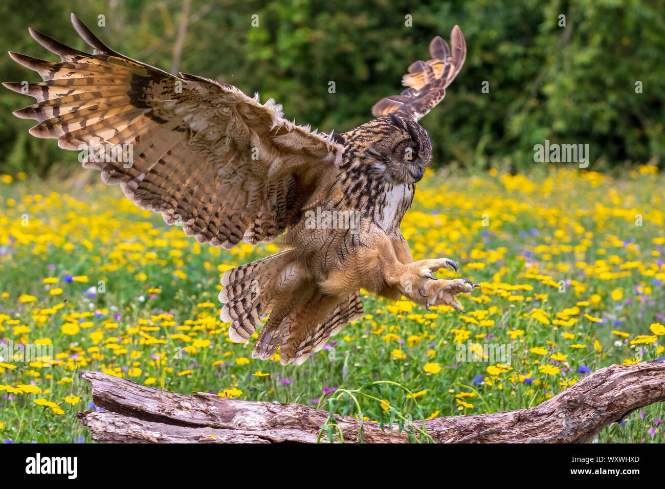 Eagle owl en vol Banque D'Images