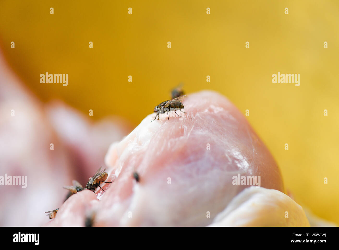 Voler sur l'alimentation / maison vole sur la viande de poulet contamination alimentaire sale concept hygiène Banque D'Images