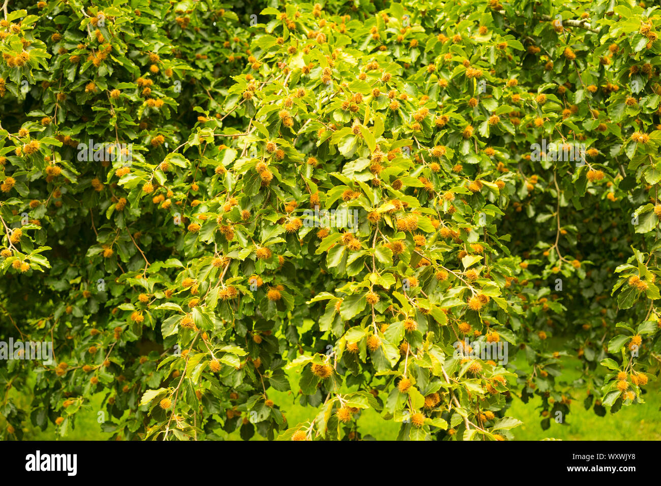 Hêtre commun (Fagus sylvatica) avec mât, England, UK Banque D'Images