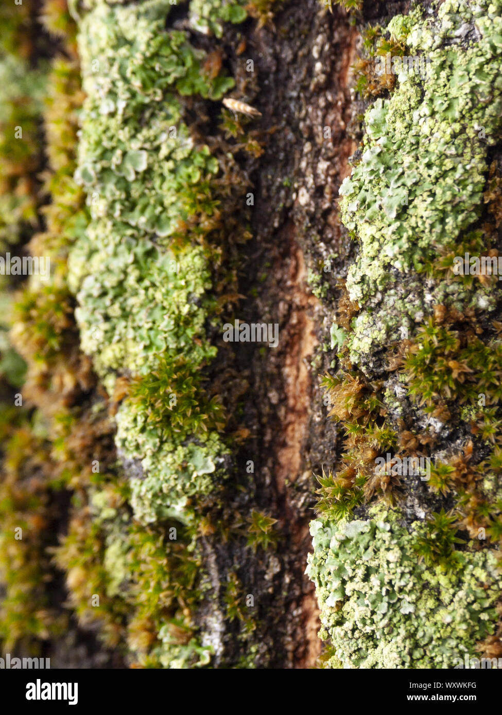 Détail de l'écorce de Marronnier érodées par le temps, d'un plante parc vieux de plusieurs siècles. Textures et des rayures sur l'écorce avec moss causé par le temps. Banque D'Images