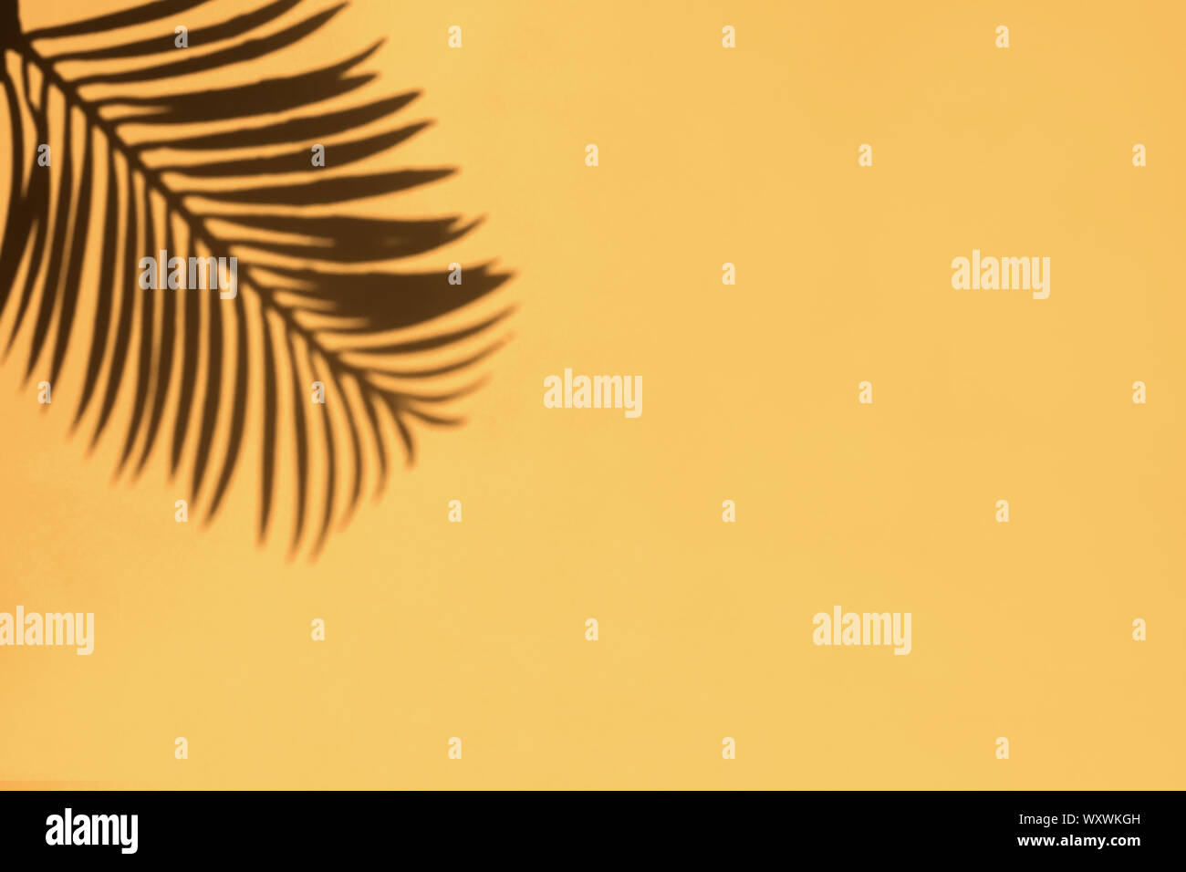 Tropic palm leaf ombre sur le mur jaune vif. Modèle Design with copy space Banque D'Images
