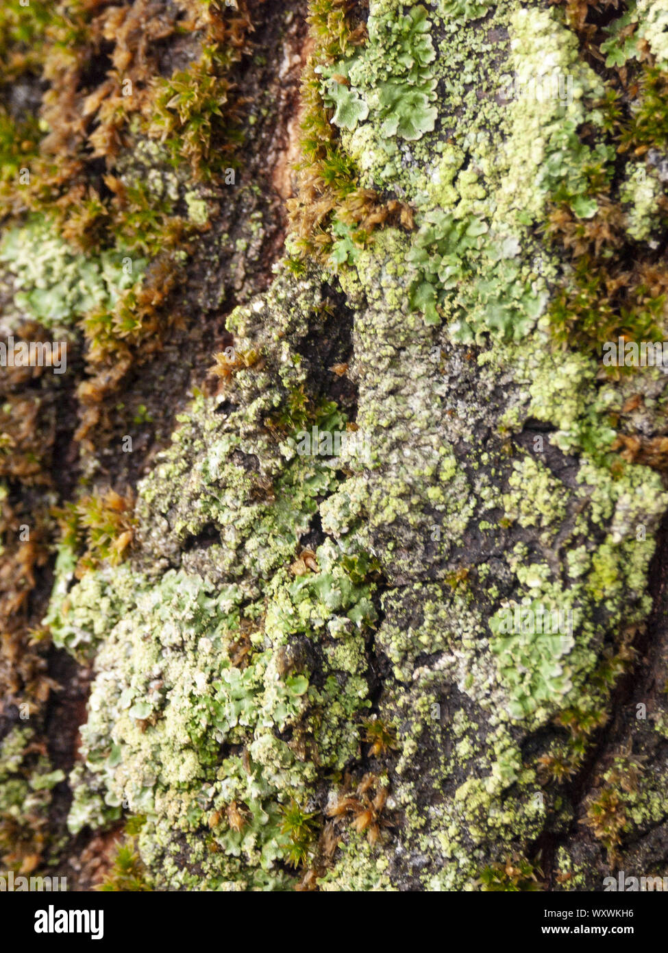 Détail de l'écorce de Marronnier érodées par le temps, d'un plante parc vieux de plusieurs siècles. Textures et des rayures sur l'écorce avec moss causé par le temps. Banque D'Images