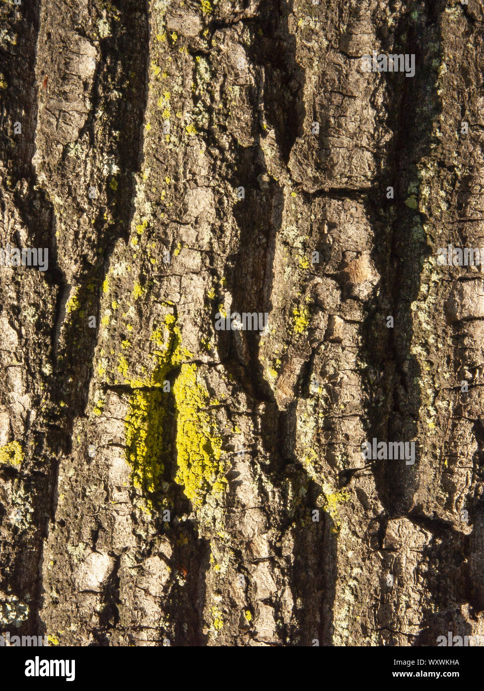 Détail de l'écorce de Marronnier érodées par le temps, d'un plante parc vieux de plusieurs siècles. Textures et des rayures sur l'écorce avec moss causé par le temps. Banque D'Images