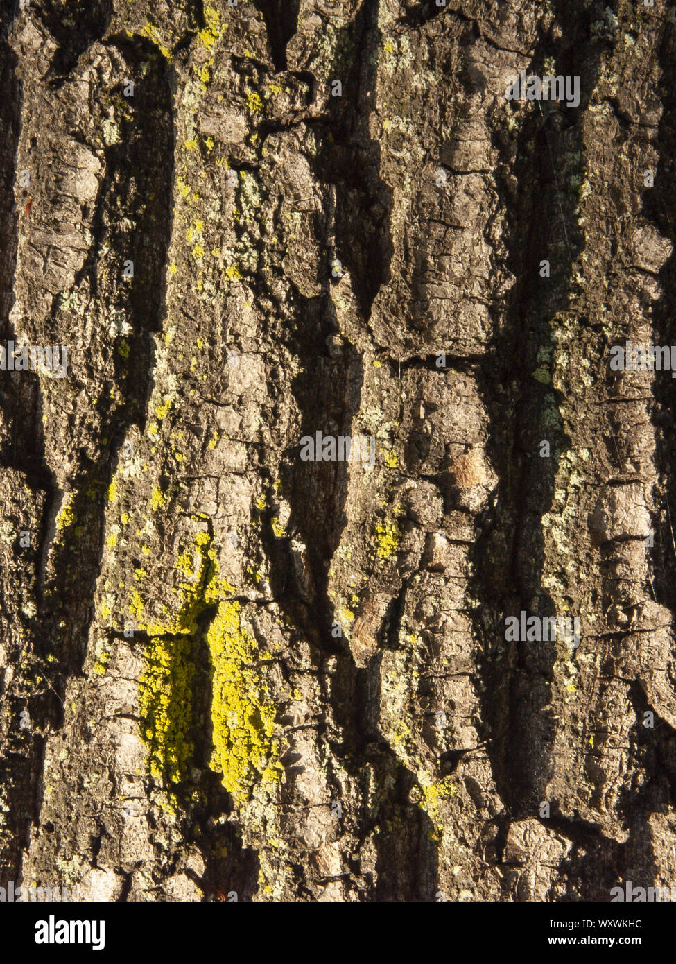 Détail de l'écorce de Marronnier érodées par le temps, d'un plante parc vieux de plusieurs siècles. Textures et des rayures sur l'écorce avec moss causé par le temps. Banque D'Images