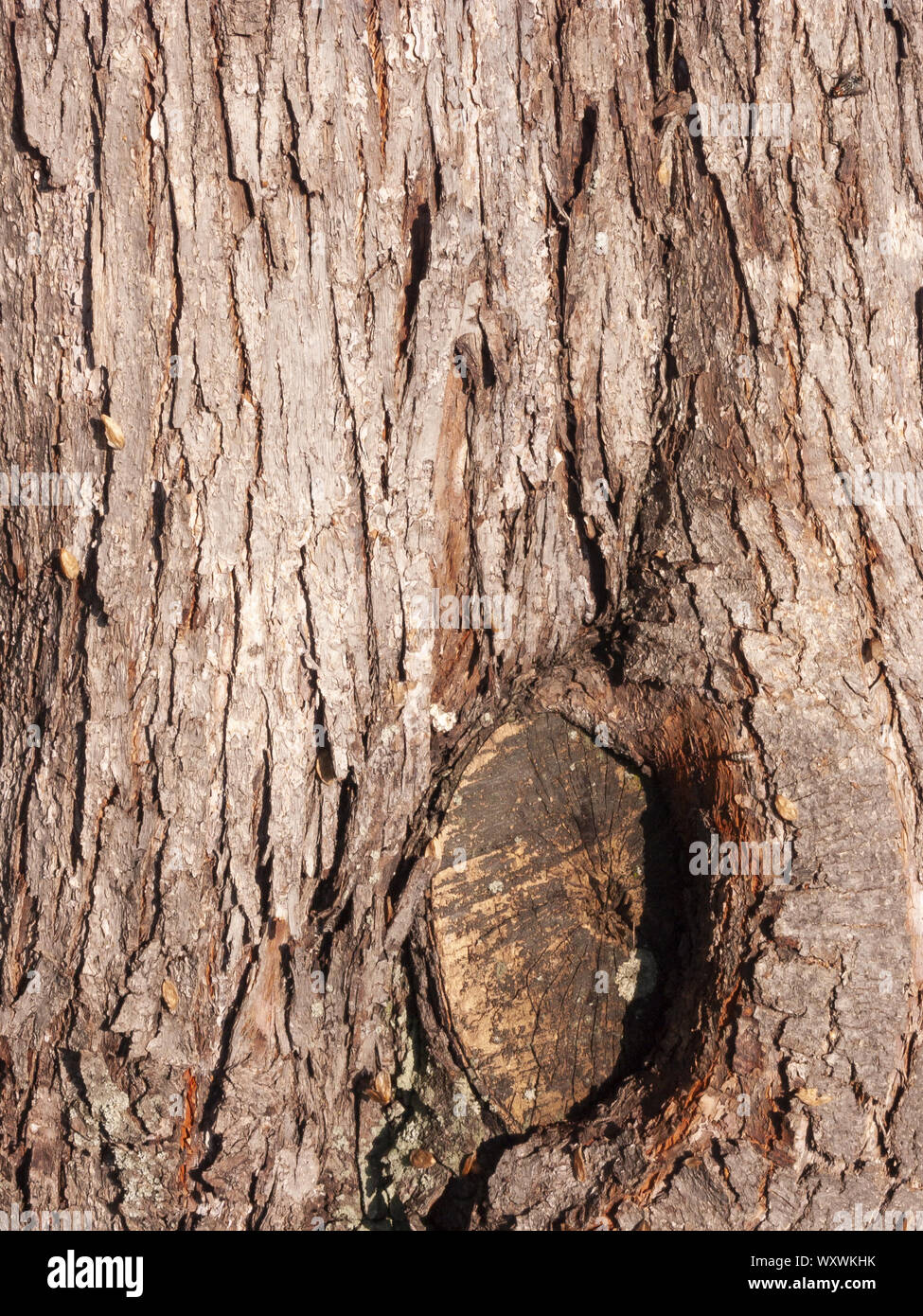 Détail de l'écorce de Marronnier érodées par le temps, d'un plante parc vieux de plusieurs siècles. Textures et des rayures sur l'écorce avec moss causé par le temps. Banque D'Images