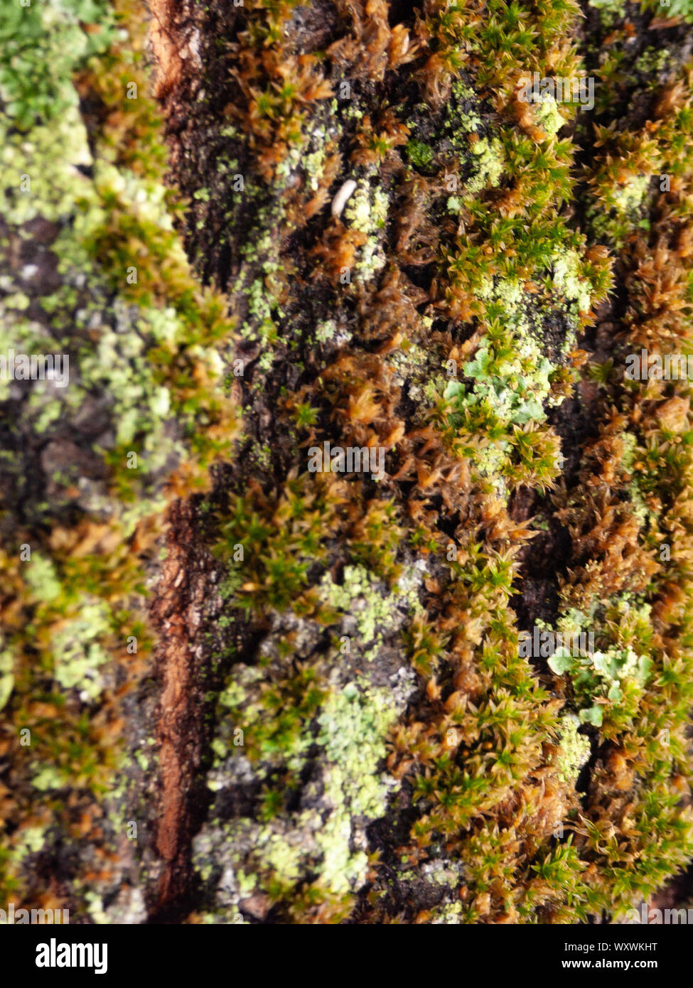 Détail de l'écorce de Marronnier érodées par le temps, d'un plante parc vieux de plusieurs siècles. Textures et des rayures sur l'écorce avec moss causé par le temps. Banque D'Images