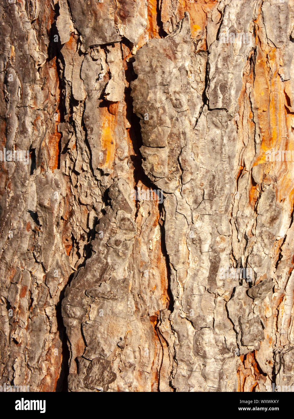 Détail de l'écorce de Marronnier érodées par le temps, d'un plante parc vieux de plusieurs siècles. Textures et des rayures sur l'écorce avec moss causé par le temps. Banque D'Images