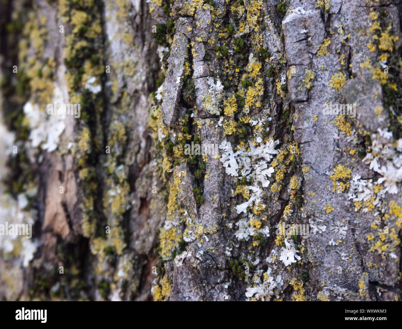 Détail de l'écorce de Marronnier érodées par le temps, d'un plante parc vieux de plusieurs siècles. Textures et des rayures sur l'écorce avec moss causé par le temps. Banque D'Images