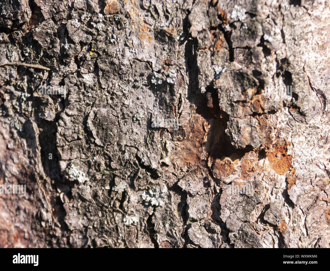 Détail de l'écorce de Marronnier érodées par le temps, d'un plante parc vieux de plusieurs siècles. Textures et des rayures sur l'écorce avec moss causé par le temps. Banque D'Images