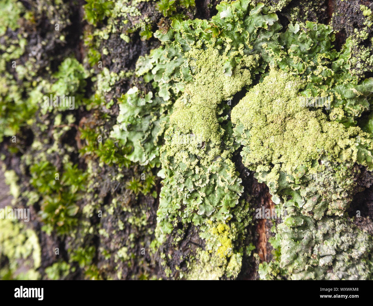 Détail de l'écorce de Marronnier érodées par le temps, d'un plante parc vieux de plusieurs siècles. Textures et des rayures sur l'écorce avec moss causé par le temps. Banque D'Images