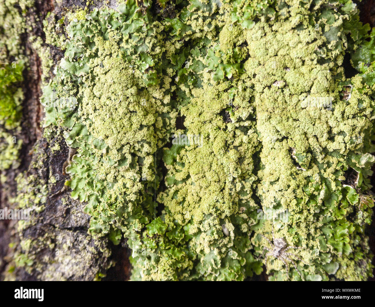 Détail de l'écorce de Marronnier érodées par le temps, d'un plante parc vieux de plusieurs siècles. Textures et des rayures sur l'écorce avec moss causé par le temps. Banque D'Images