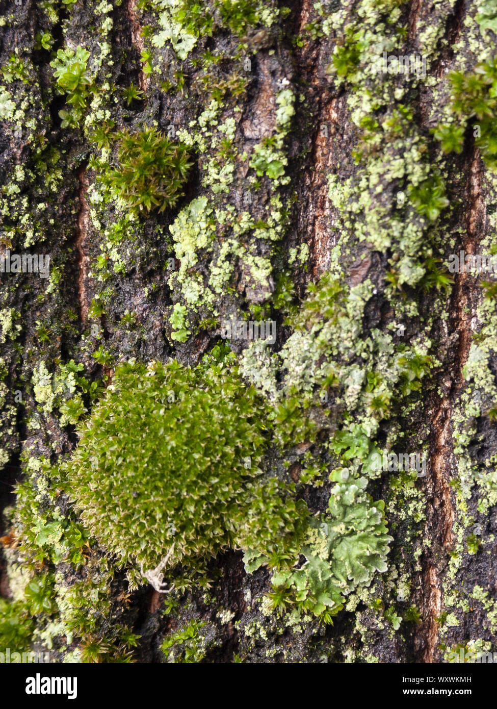 Détail de l'écorce de Marronnier érodées par le temps, d'un plante parc vieux de plusieurs siècles. Textures et des rayures sur l'écorce avec moss causé par le temps. Banque D'Images