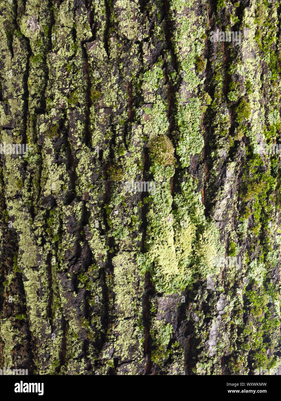 Détail de l'écorce de Marronnier érodées par le temps, d'un plante parc vieux de plusieurs siècles. Textures et des rayures sur l'écorce avec moss causé par le temps. Banque D'Images
