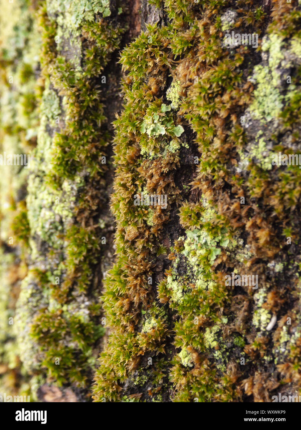 Détail de l'écorce de Marronnier érodées par le temps, d'un plante parc vieux de plusieurs siècles. Textures et des rayures sur l'écorce avec moss causé par le temps. Banque D'Images