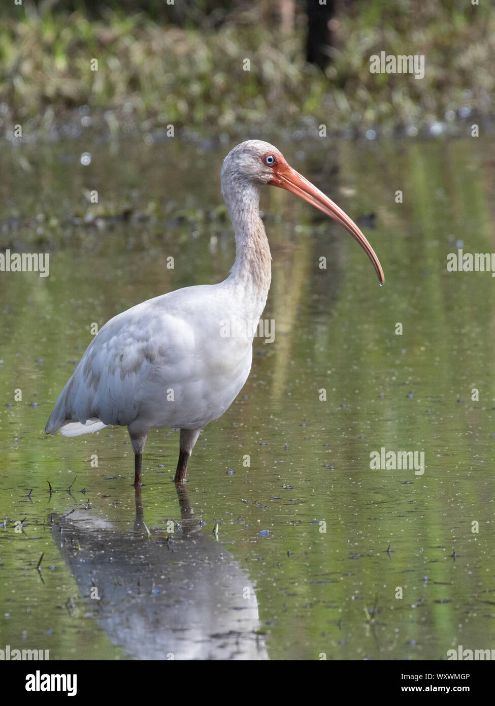 Portrait d'un blanc américain, ibis Eudocimus albus, d'alimentation dans un étang. Banque D'Images