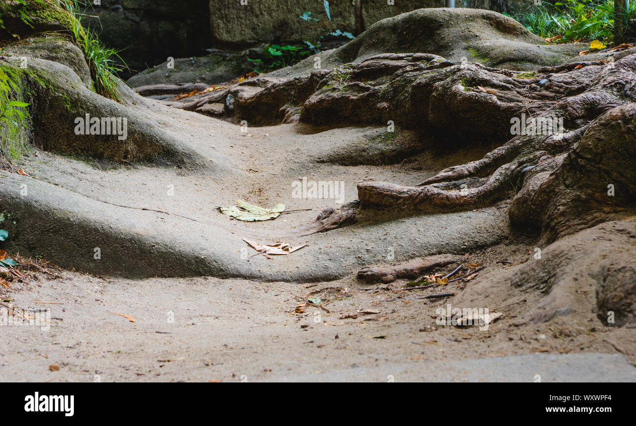 Par escalier dans les ruines du monastère sur le mont Oybin en Saxe, Allemagne Banque D'Images