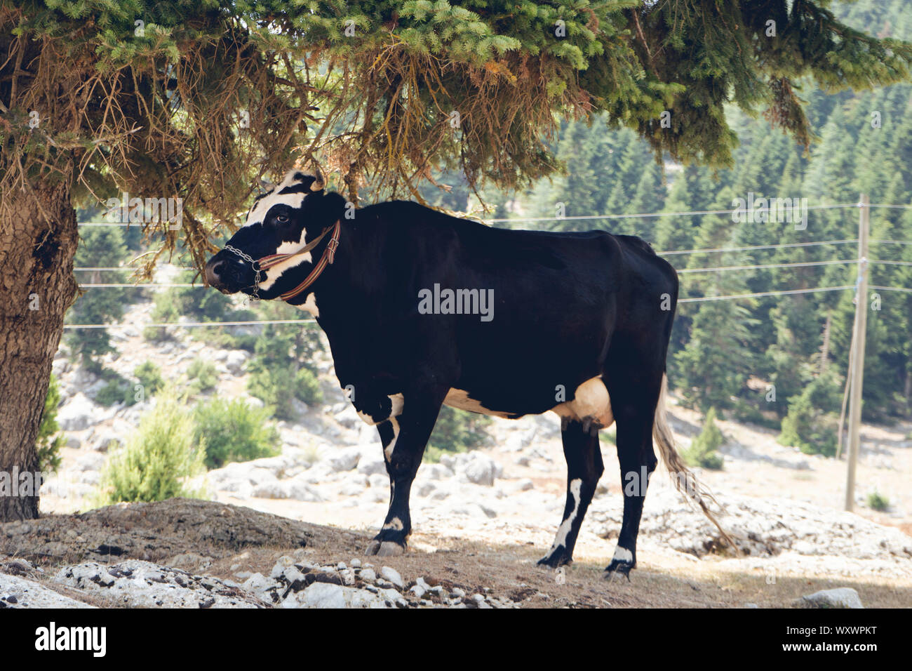 Un magnifique grand Vache noir et blanc Friesian Holstein, l'air songeur, s'élève face à un vert Pâturage sous un arbre Banque D'Images
