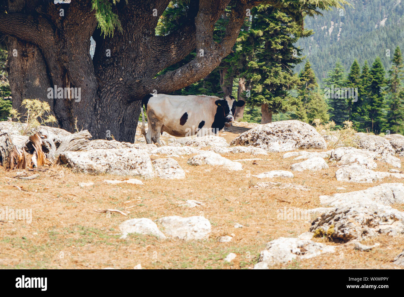 Un magnifique grand Vache noir et blanc Friesian Holstein, l'air songeur, s'élève face à un vert Pâturage sous un arbre Banque D'Images