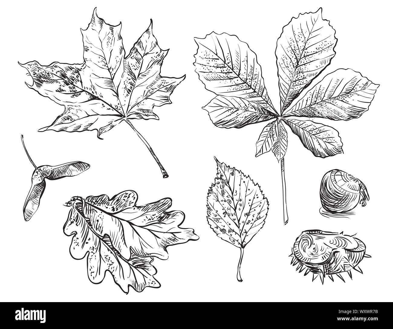 Dessin vectoriel automne chêne, bouleau, marron, contour des feuilles d'érable sur le fond blanc. Ligne de chute du feuillage art illustration stock. Illustration de Vecteur