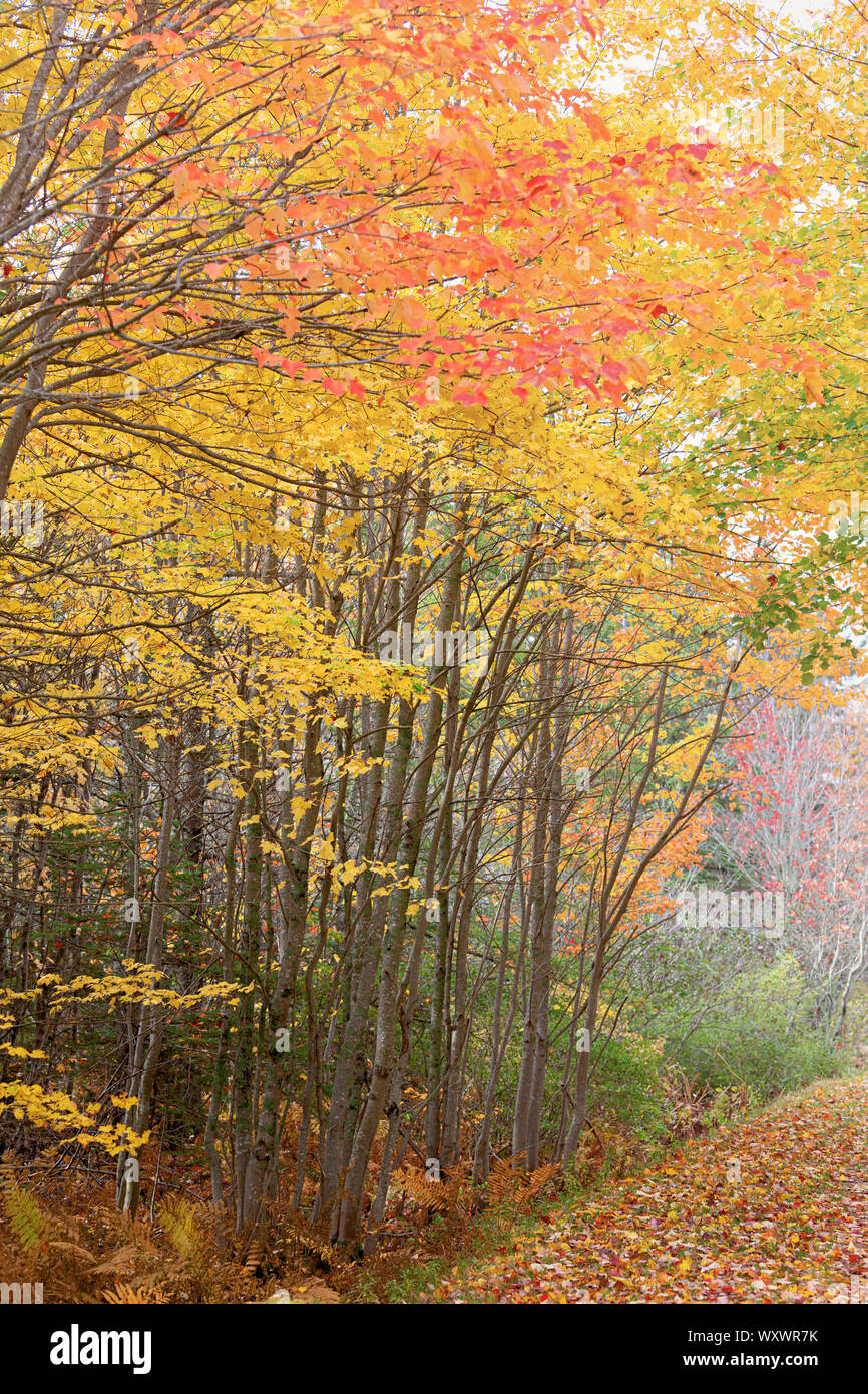 Le sentier de la confédération qui traversent le feuillage d'automne ruraux de l'île, au Canada. Banque D'Images