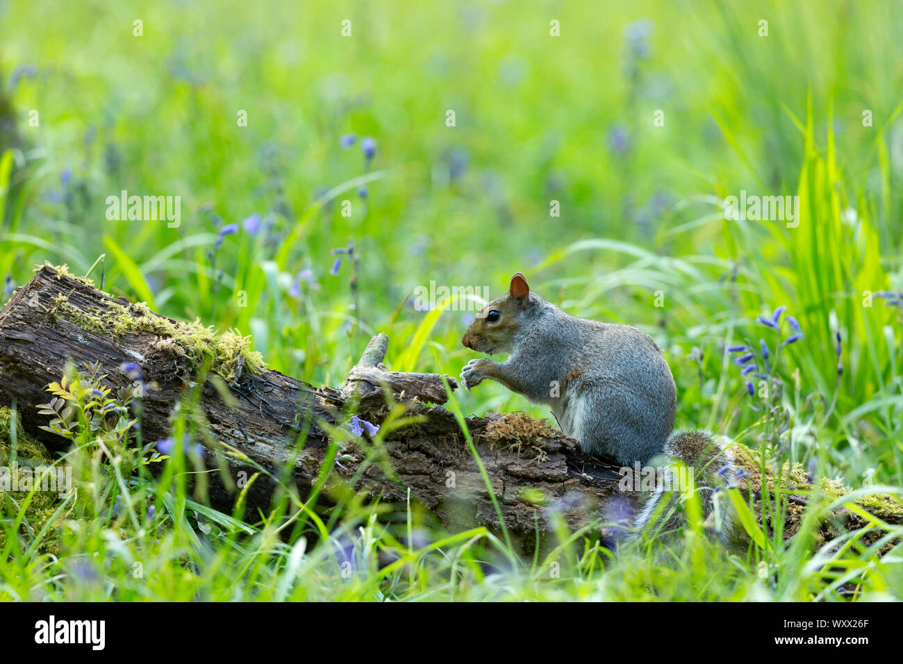 L'écureuil gris (Sciurus carolinensis) entre l'Angleterre, bluebell Banque D'Images